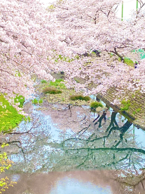 今年の桜は満開のタイミングで観れました🌸 