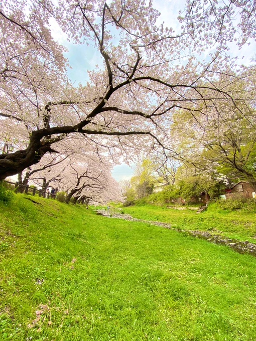 今年の桜は満開のタイミングで観れました🌸 