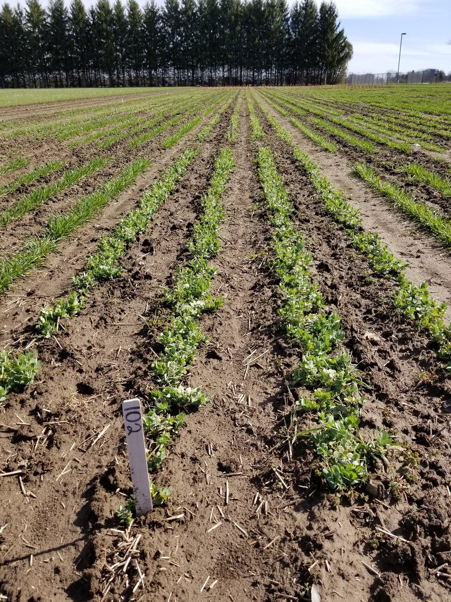 BeansAndGenes's tweet photo. Winter peas in London are enjoying the sunshine! https://t.co/UfSsrizRQA