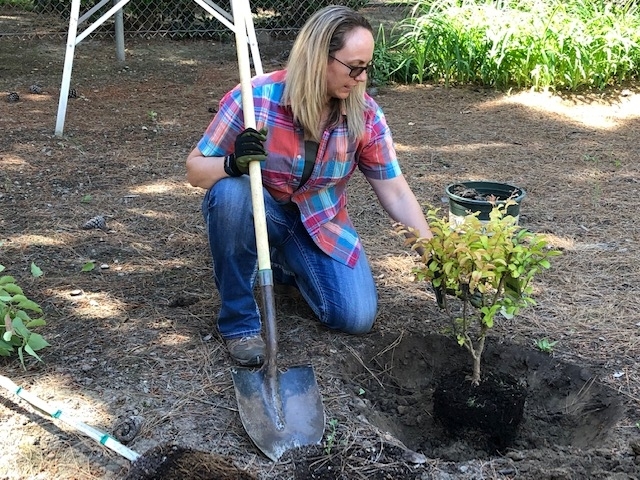 UC Master Gardeners 🌱 (@ucmastergarden) on Twitter photo Garden myth busted! No need to amend the soil when planting new trees or perennials says <a href="/ucanr/">Ag&Natural Resources</a> advisors. bit.ly/3cBuNjq #gardeningtips Garden myth busted! No need to amend the soil when planting new trees or perennials says <a href="/ucanr/">Ag&Natural Resources</a> advisors. bit.ly/3cBuNjq #gardeningtips