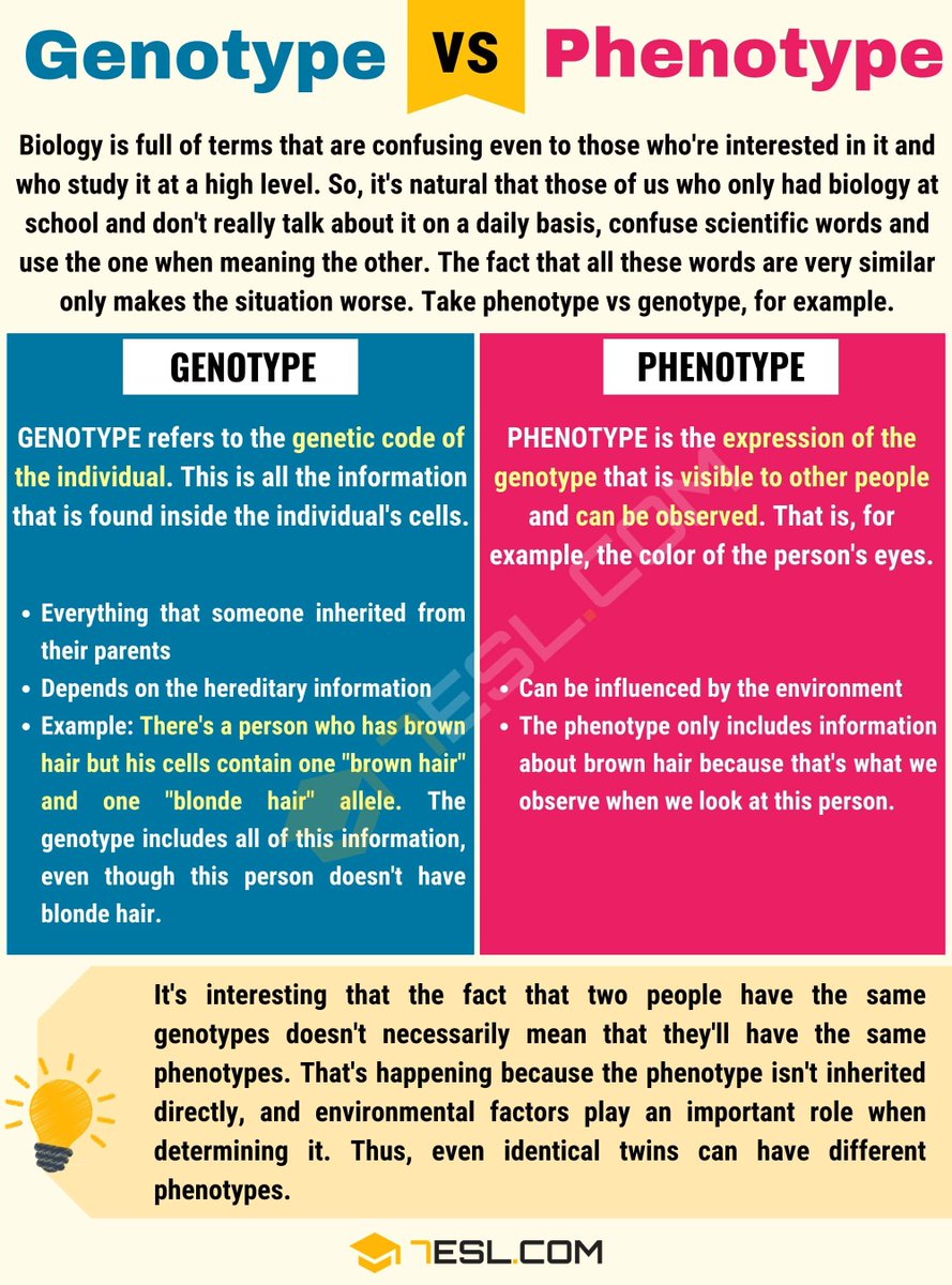 JessPeverill's tweet photo. Looking for a little high school biology refresher? No problem! Check out the differences between genotypes 🧬 vs. phenotypes 🫀 here! 

#biom4180 https://t.co/xfTwigcRuC