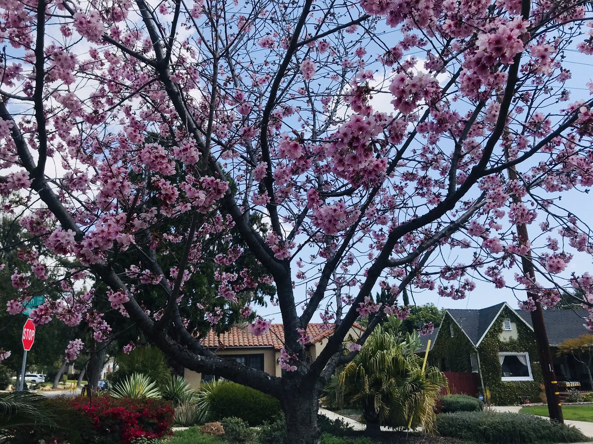 Spring is plum blossom season in Washington Square!  The kids are out on their bikes. The Pasadena parrots are chatting. Great to be home! <a href="/PasadenaD5/">Vice Mayor Jess Rivas 🦜</a>