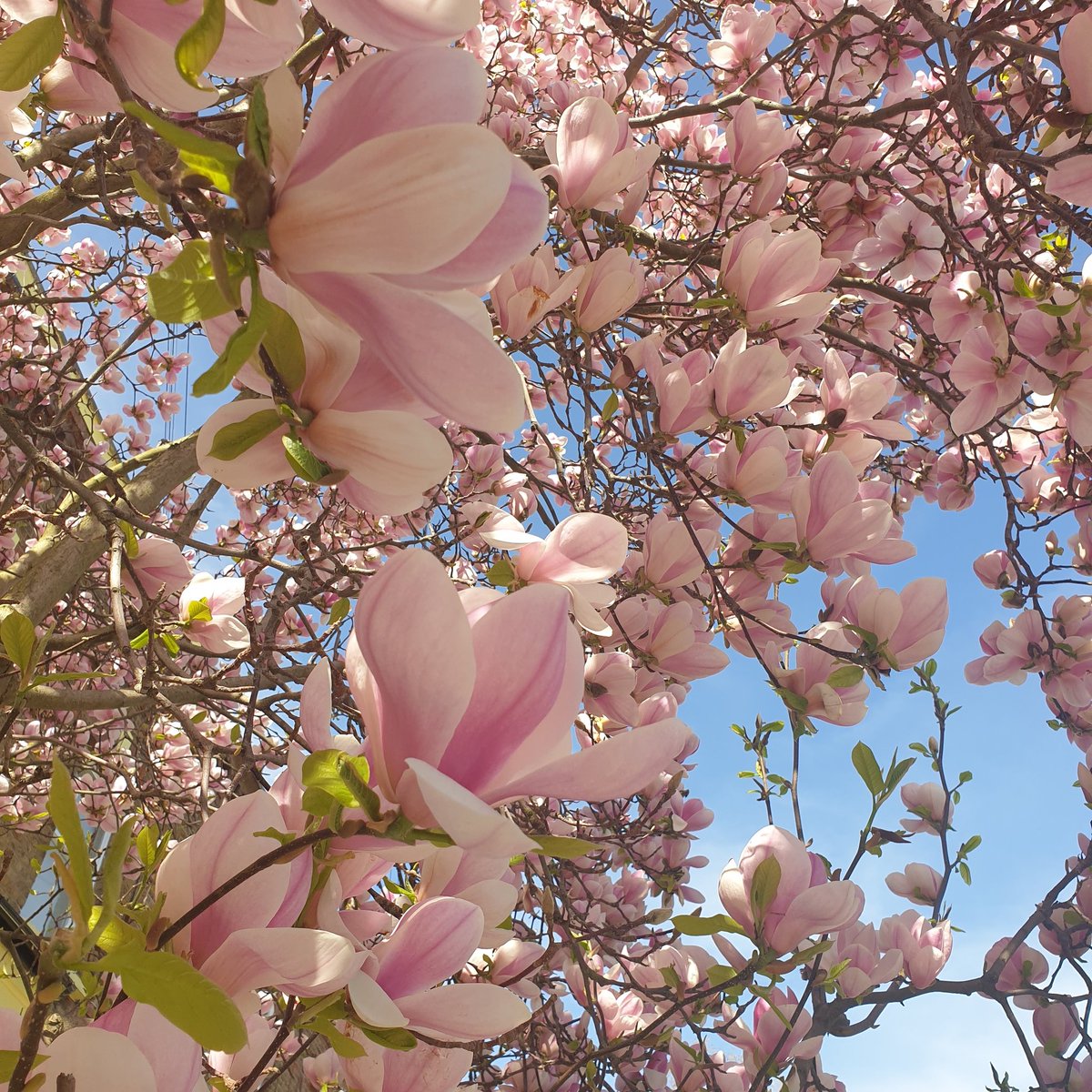 KateSinclair78's tweet photo. Spring time in London https://t.co/8E0Ml58HL0
