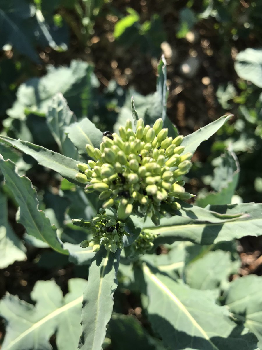 OlivierCOSTE2's tweet photo. Il faudra être patient @wallygatore07,
pour apercevoir le jaune que nos abeilles raffolent.
Mon cœur balance @BONNIN1402 cet après-midi,entre un #CropObserver #colza et ce bleu @OUIGO https://t.co/DC3DVSW4mZ