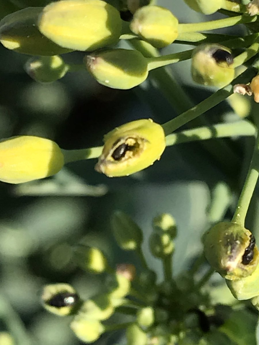 OlivierCOSTE2's tweet photo. Il faudra être patient @wallygatore07,
pour apercevoir le jaune que nos abeilles raffolent.
Mon cœur balance @BONNIN1402 cet après-midi,entre un #CropObserver #colza et ce bleu @OUIGO https://t.co/DC3DVSW4mZ