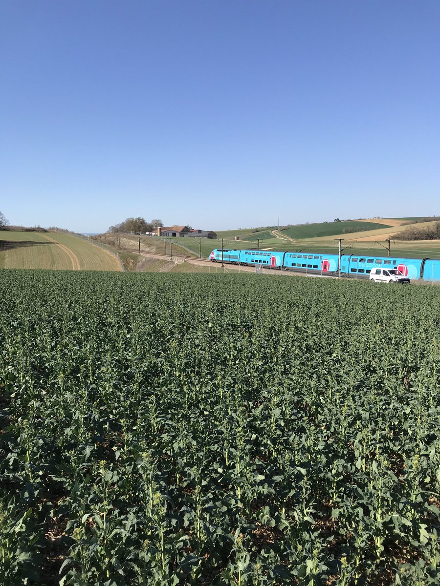 OlivierCOSTE2's tweet photo. Il faudra être patient @wallygatore07,
pour apercevoir le jaune que nos abeilles raffolent.
Mon cœur balance @BONNIN1402 cet après-midi,entre un #CropObserver #colza et ce bleu @OUIGO https://t.co/DC3DVSW4mZ