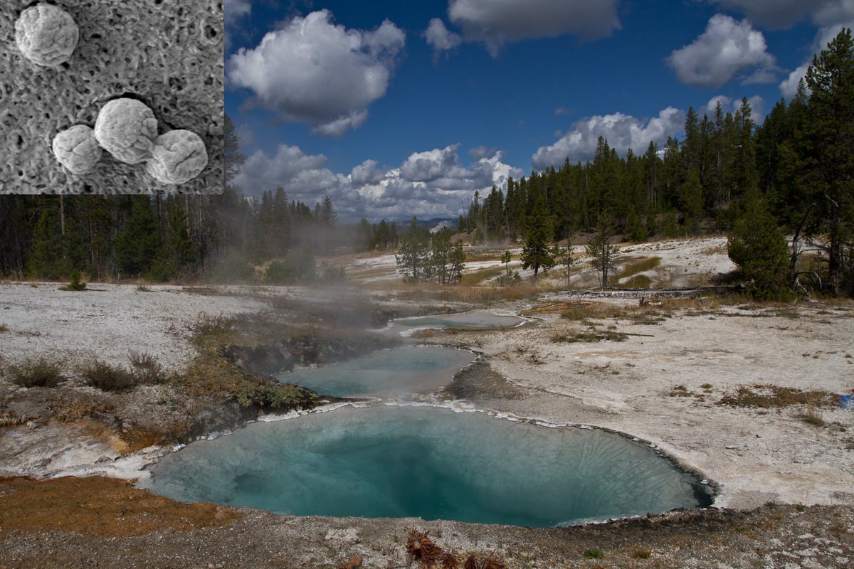 ArchaeaLab's tweet photo. Microorganisms like the archaeon Nitrosocaldus yellowstonensis are crucial drivers of global nutrient cycles. @PacBio metagenomes will help understand how microbial populations evolve, affecting issues like climate change &amp; pathogen evolution #hifiexhibit https://t.co/Szn4CtbZIg
