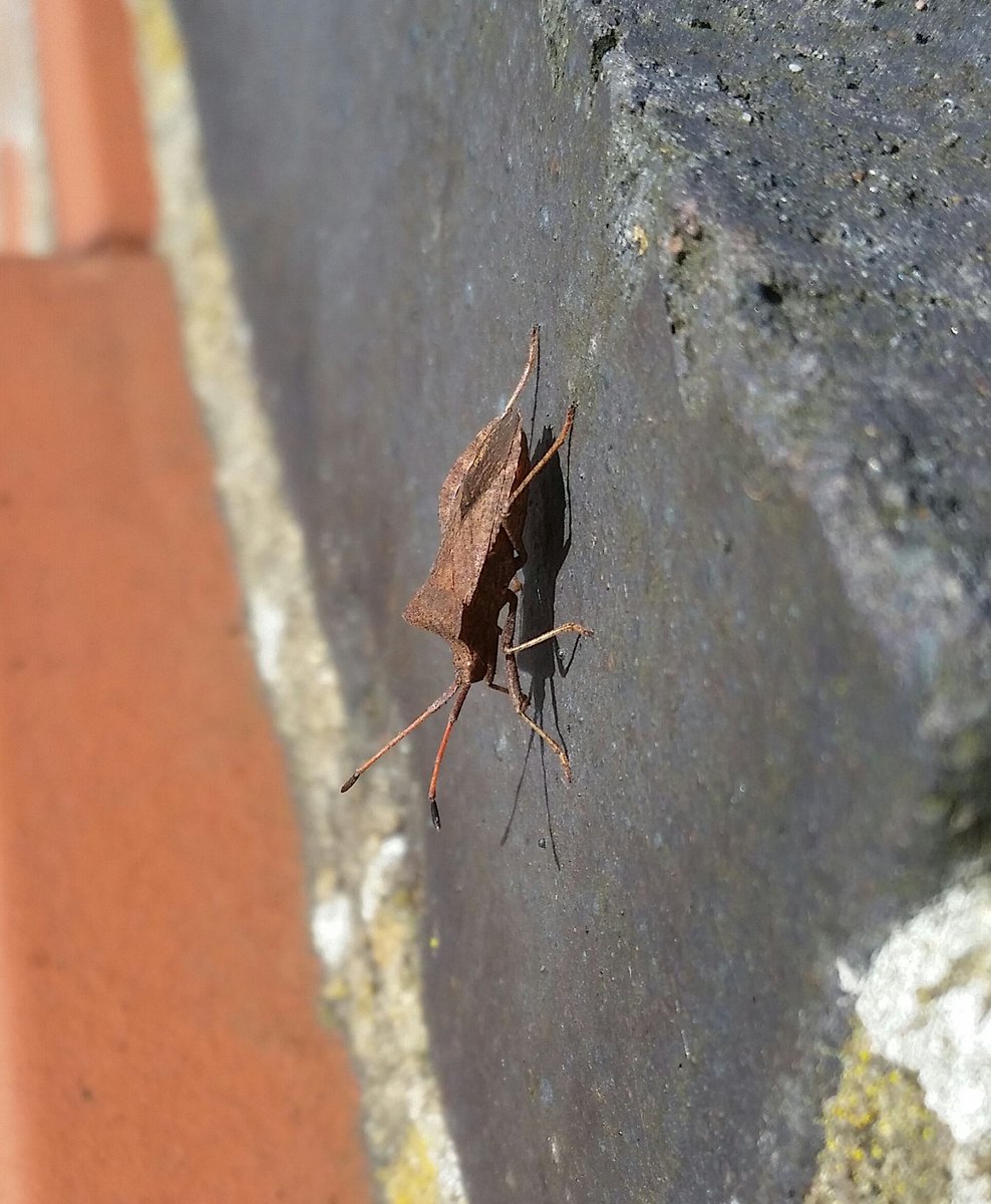 Spinkybird's tweet photo. Only one thing to do while you wait for a puncture to be repaired.. check the wall for
#insects! #BoxBug
Also 2 types of #ladybird, 2 X #spiders, & some tiny black ants. #SmallThingsMatter https://t.co/tWZ1a3lCpX