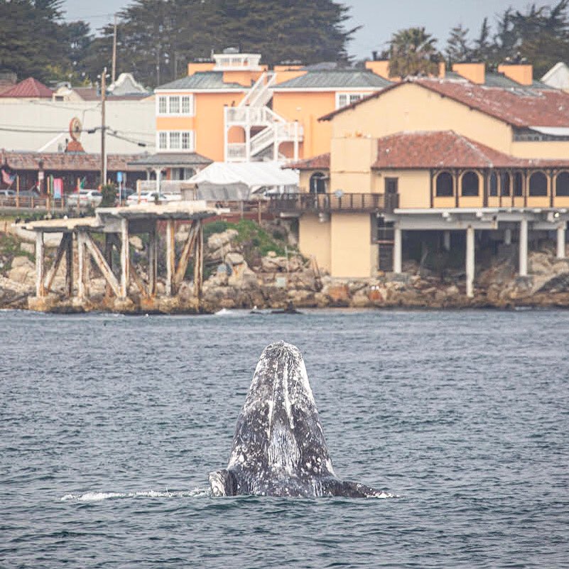 We were treated to an awesome spy hop from this gray whale yesterday right outside cannery row! Can’t beat that kind of start to a trip! Photo by Daniel Bianchetta #gowhales #montereybaywhalewatch #seemonterey #graywhale #whalewatching #spyhop #monterey #canneryrow #graywhales
