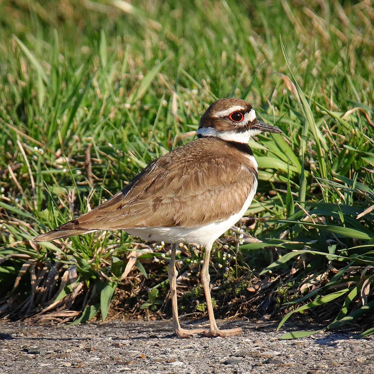 birdhouse_love's tweet photo. My, what big eyes you have...
#killdeerbird #killdeer #birding #dayton #daytonohio #ohiobirding #ohiobirder #birder #bigeyes #bigbirdeyes #plover #plovers #largeplover #largeplovers #rufous #rufousfringes #chattering #chatteringplover https://t.co/2a6Tfh5Yqu