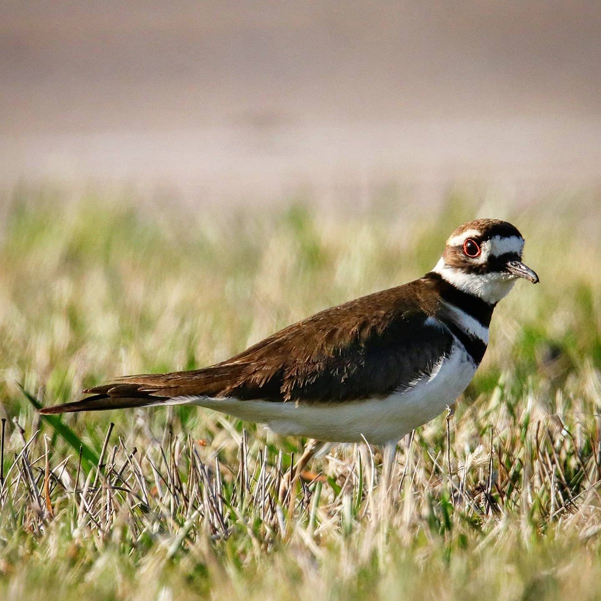 birdhouse_love's tweet photo. My, what big eyes you have...
#killdeerbird #killdeer #birding #dayton #daytonohio #ohiobirding #ohiobirder #birder #bigeyes #bigbirdeyes #plover #plovers #largeplover #largeplovers #rufous #rufousfringes #chattering #chatteringplover https://t.co/2a6Tfh5Yqu