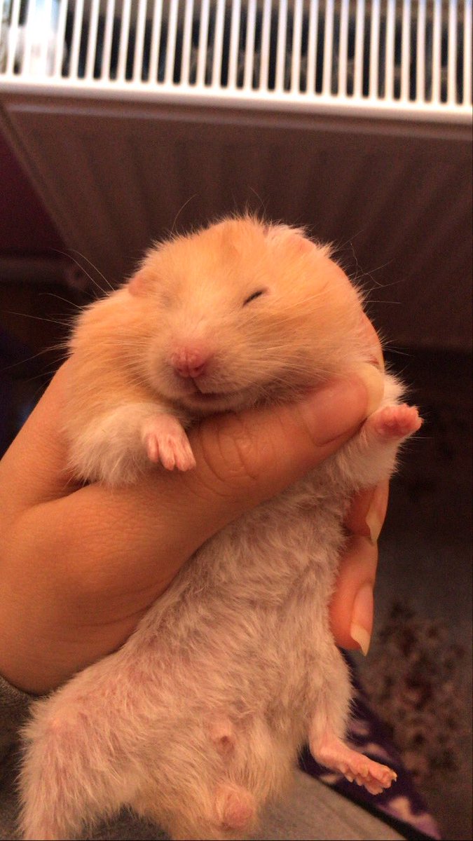 hams_bal's tweet photo. Ben bugün melek oldum.. Hikayemiz bugün sona erdi.👼 🐹 https://t.co/1jfoklrKki