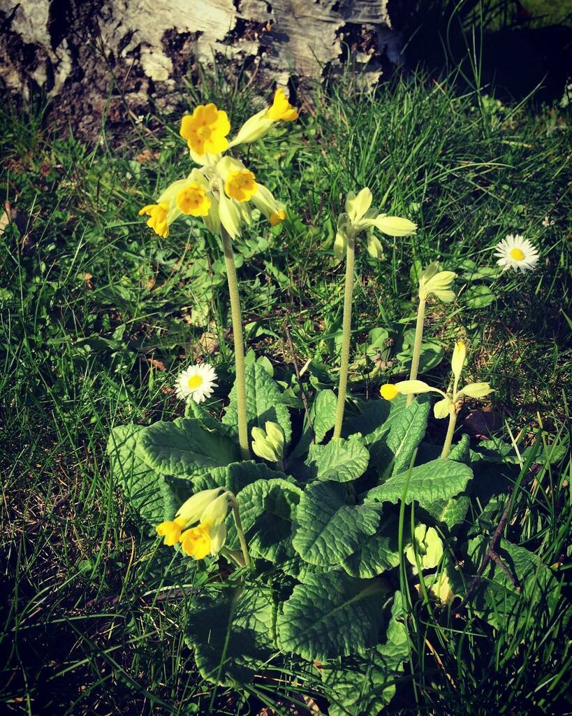 timofnewbury's tweet photo. Cowslips #xpro2filter 30/3/21 https://t.co/c1HWzGACnc https://t.co/Xz7LjYuuEt