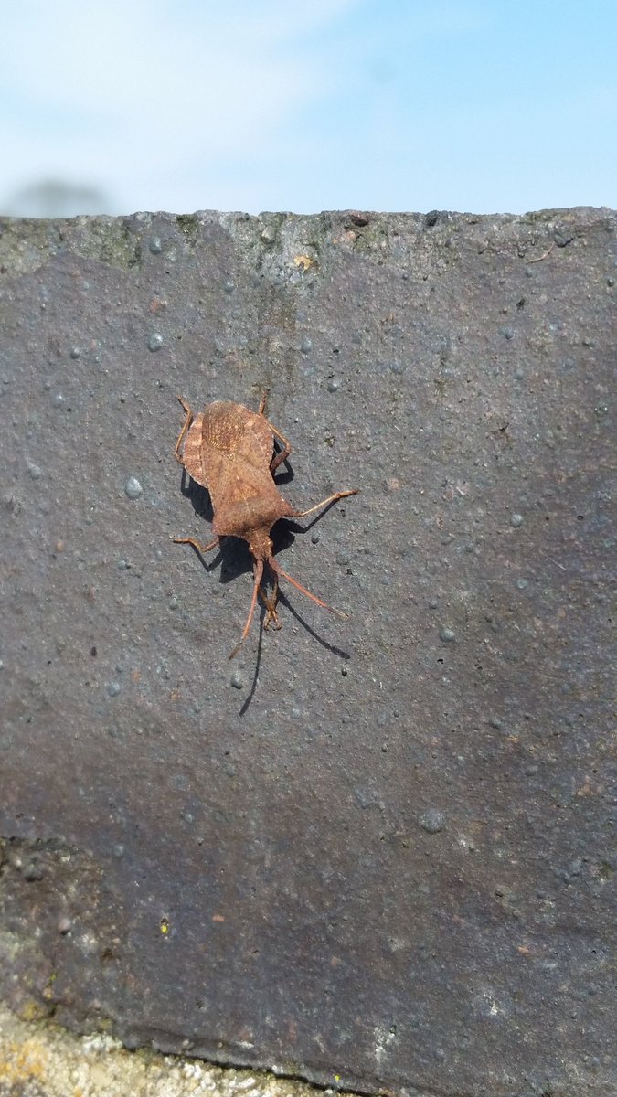 Spinkybird's tweet photo. Only one thing to do while you wait for a puncture to be repaired.. check the wall for
#insects! #BoxBug
Also 2 types of #ladybird, 2 X #spiders, & some tiny black ants. #SmallThingsMatter https://t.co/tWZ1a3lCpX