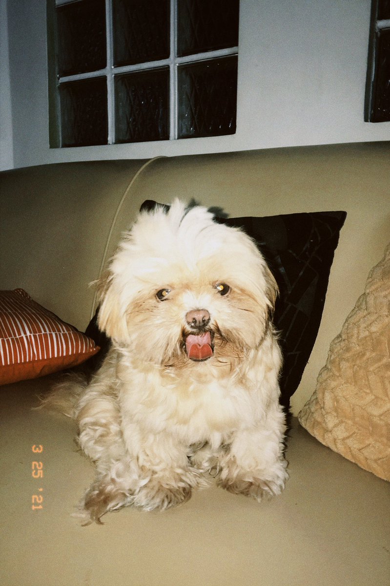 I luff u my little puffball.