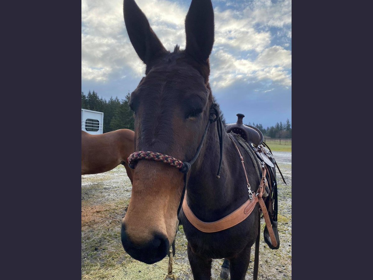 Oregonian's tweet photo. Hickory the mule is back home after leading hikers to injured owner, then disappearing into forest https://t.co/XGEkWy6rzb https://t.co/pyj1r3Ea7E