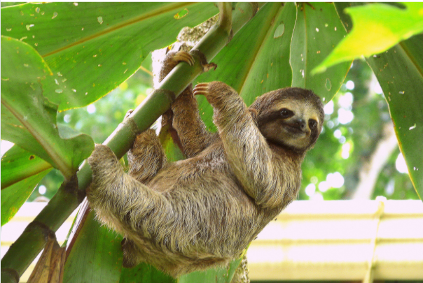 sparkearlyyears's tweet photo. What does this 👇 sloth have to do with neuroscience? 🧠  Why do your children get angry? 😫 How did those butterflies get in your tummy? 🦋  WEBINAR WEDNESDAY https://t.co/pz0DZ737WE #sparkPRO #sparkearlyyears #EYFS #BESALaunchpad @canigoandplay https://t.co/FIHgfllm7q