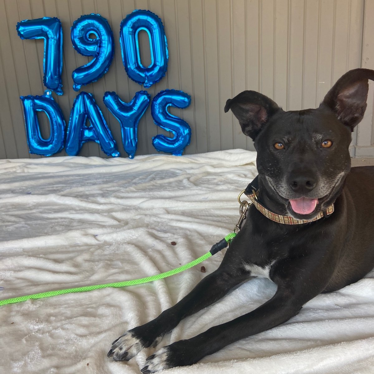 spcaoftexas's tweet photo. Apollo's been with us for nearly 800 days! He's in need of a special home - click here to learn more: https://t.co/MiMT9hTCSy #adoptdontshop https://t.co/qz6u41sIJq