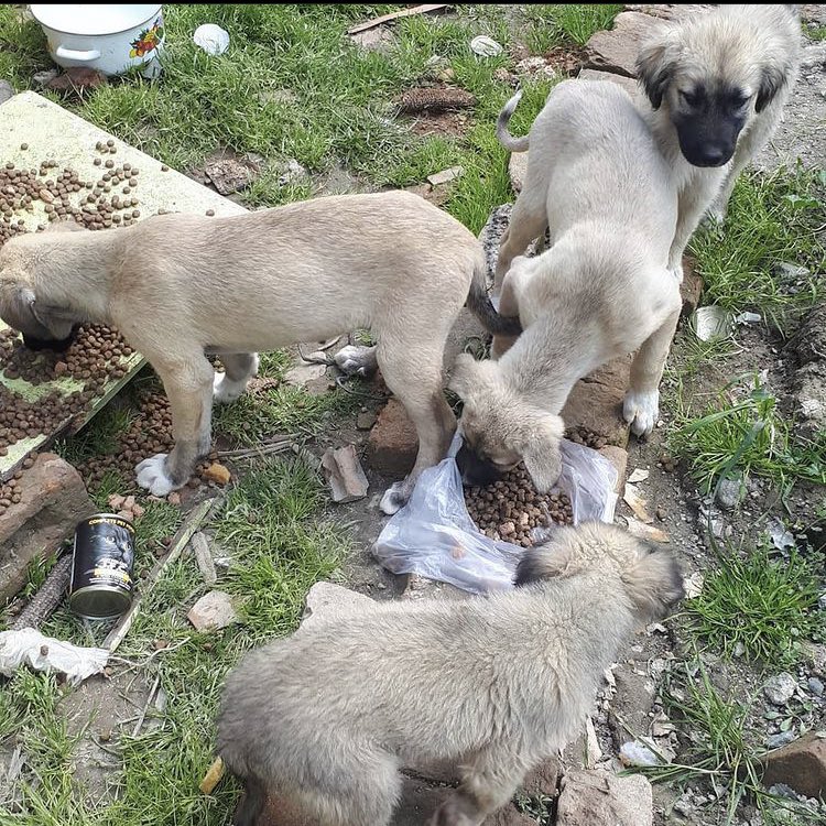 patilerimdentut's tweet photo. Çok bölgem var yetişemiyorum dostlar mama yetmiyor 1 kg bile çok değerli hayata tutunabilmeleri için 🙏🏻 Bir gününüzü ayırıp benimle beslemeye gelebilirsiniz manisadayız 

Mama desteği 👉🏻 https://t.co/LFGQXtOi6Q https://t.co/TVZ1bZf1X9