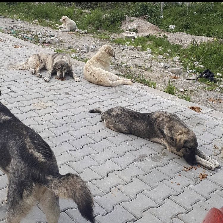patilerimdentut's tweet photo. Çok bölgem var yetişemiyorum dostlar mama yetmiyor 1 kg bile çok değerli hayata tutunabilmeleri için 🙏🏻 Bir gününüzü ayırıp benimle beslemeye gelebilirsiniz manisadayız 

Mama desteği 👉🏻 https://t.co/LFGQXtOi6Q https://t.co/TVZ1bZf1X9