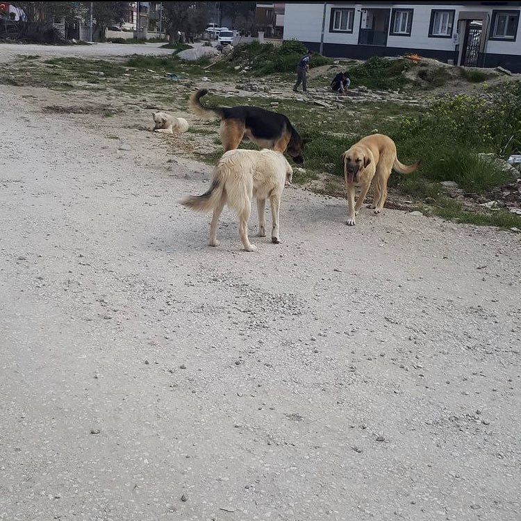 patilerimdentut's tweet photo. Çok bölgem var yetişemiyorum dostlar mama yetmiyor 1 kg bile çok değerli hayata tutunabilmeleri için 🙏🏻 Bir gününüzü ayırıp benimle beslemeye gelebilirsiniz manisadayız 

Mama desteği 👉🏻 https://t.co/LFGQXtOi6Q https://t.co/TVZ1bZf1X9