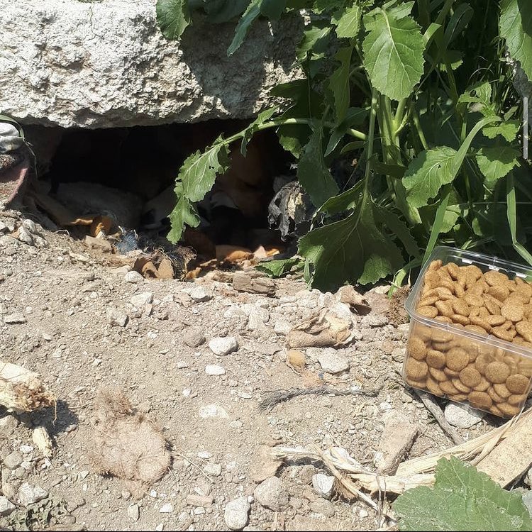 patilerimdentut's tweet photo. Anne köpeğimiz doğum yapmış malesef desteklerinize ihtiyacımız var doğum yaptığı yerden almaya çalıştık fakat başaramadık bugün, daha fazla desteğimiz var açıklama uzun olduğu için fotoğraflara ekledim desteklerinizi bekliyoruz 🙏🏻 

https://t.co/LFGQXtOi6Q https://t.co/fUqbQvvEqL