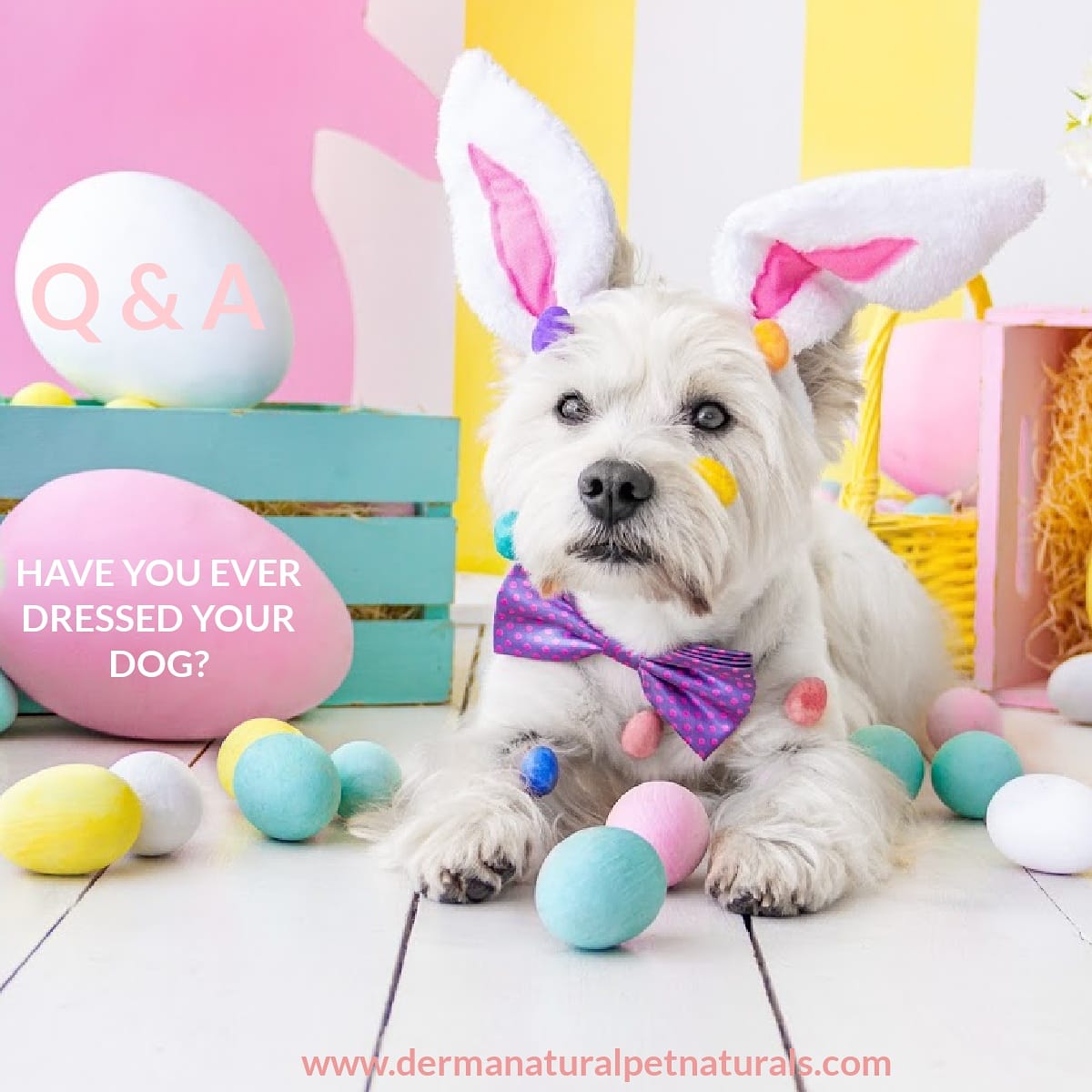 dermanaturalpet's tweet photo. 🤭🐩Q &amp; A🐩🤭
🤭🐕‍🦺Have you ever dressed your Dog?🐕‍🦺🤭
#playingdressup #ecofriendly are #ecofriendly #zerowaste #sustainable #sustainability #eco #gogreen #sustainableliving #. #plasticfree #nature #savetheplanet #crueltyfree #greenliving #biodegradable are #biodegradable https://t.co/wm6JpevS0f