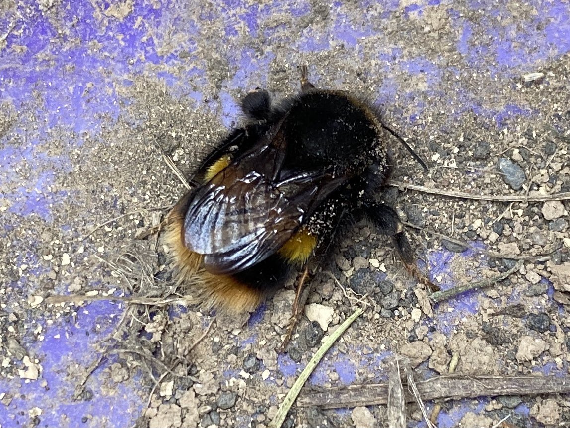 AtlanticRestNBG's tweet photo. What a busy day at Penlow for two busy bees today - thank you  Amy for all your help. 🐝 🐝

Took the mower out today too and  cut the paths and the overflow car park. 

#AtlanticRest #Penlow #NaturalBurial #AshesBurial #GreenBurial #Weeding #Teamwork #Edging #ThePathIsFarTooLong https://t.co/UVSJkcjjCu