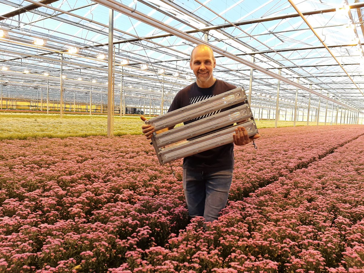 DelphyChrysant's tweet photo. Weer een teler in chrysant die investeert in LED: @KdjKees https://t.co/hEAF8JdkCX