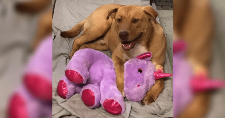 RemHound's tweet photo. #FairytaleEnding #Unicorns  https://t.co/IxR9thcCYu https://t.co/T3JQv2cF2S