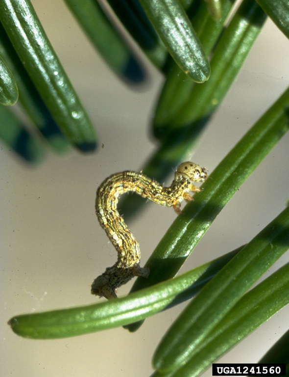 📢 Pest Alert: Addition of Lambdina fiscellaria (Lepidoptera: Geometridae, Hemlock looper) to the EPPO Alert List
This North American defoliator could enter the EPPO region with non-regulated commodities (e.g. mosses collected in forests)
#planthealth

eppo.int/ACTIVITIES/pla…