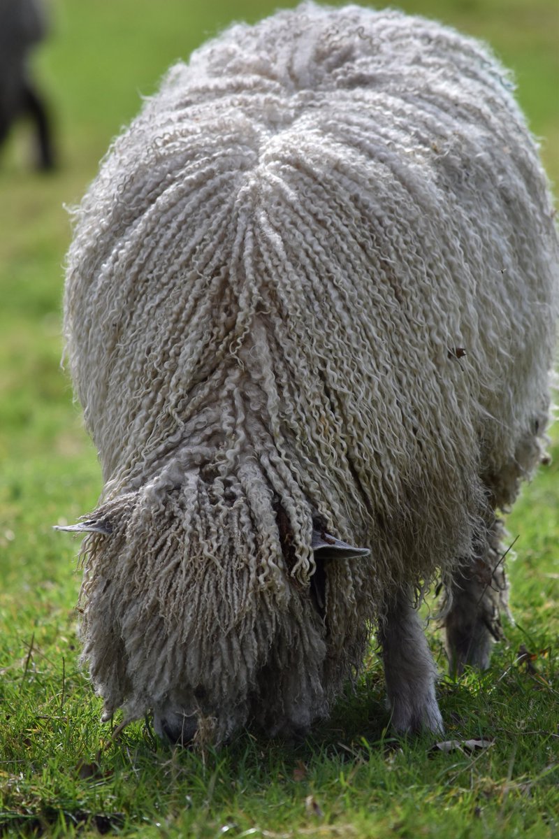Is that a rug or a sheep? @WimpoleEstateNT