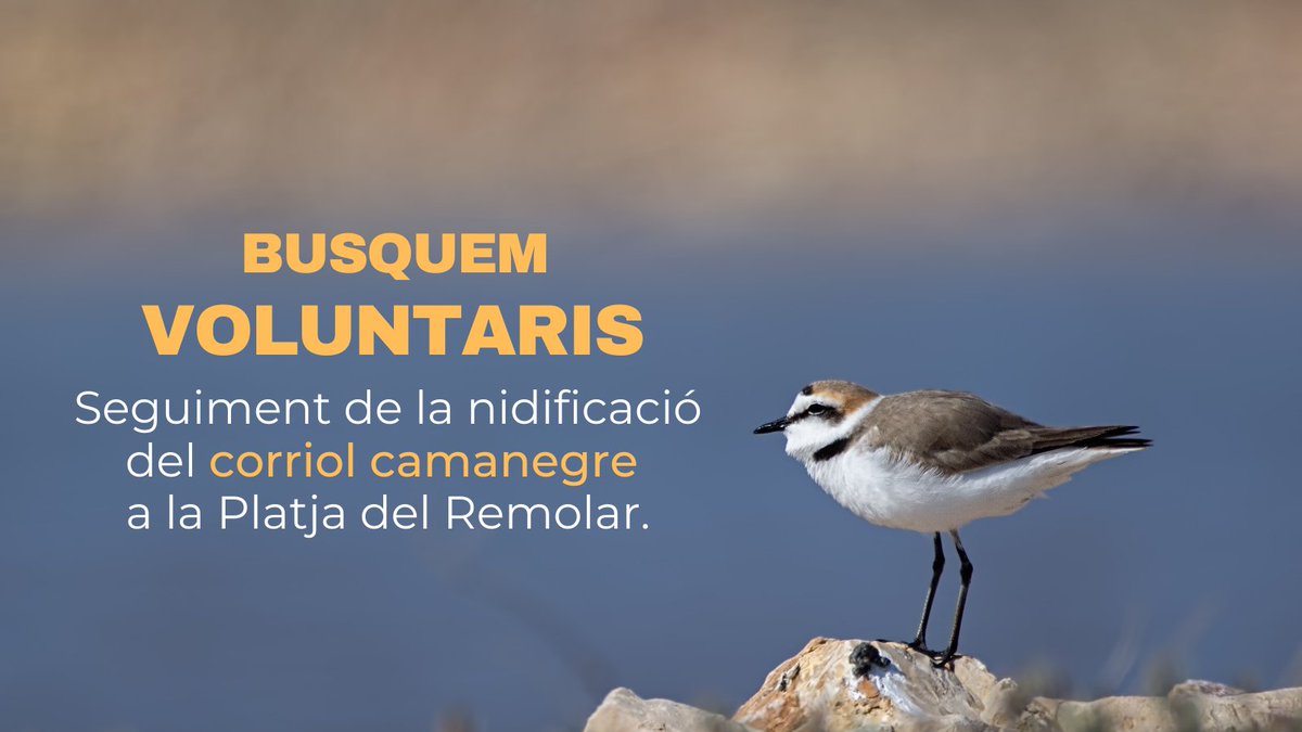 ICOcells's tweet photo. Busquem voluntaris per fer el seguiment del corriol camanegre a la Platja del Remolar. https://t.co/870IzPDs31