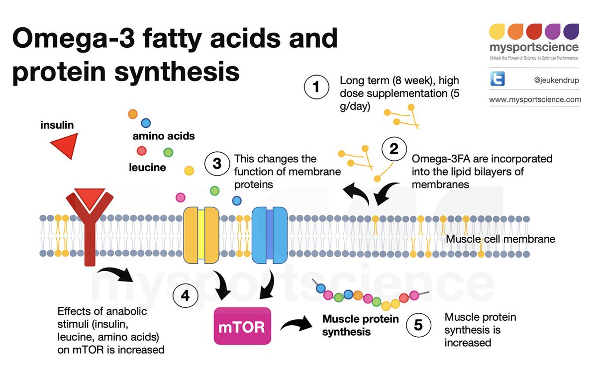 Jeukendrup's tweet photo. Can fish oil increase muscle building? A summary by @OllyWitard 
https://t.co/RzLAC0sCh6 https://t.co/Pn1oKKKKnh