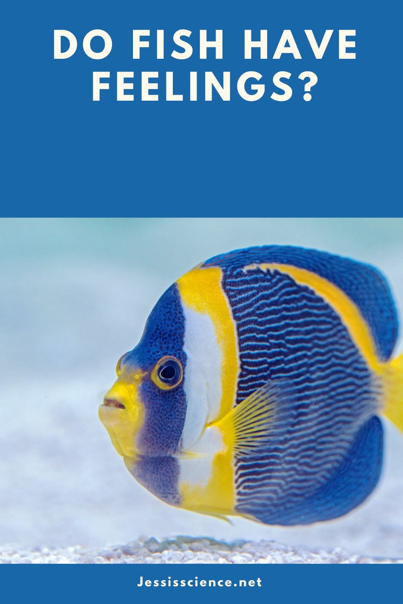 Jessis_science's tweet photo. Scientists looked closer at the brain functions and found several similarities to mammals. It can be assumed that the brain may look simple at first glance but is just ordered differently than a mammalian brain.

#fishwelfare #academicchatter #PhDchat #naturefacts https://t.co/fnTt0xGbQd