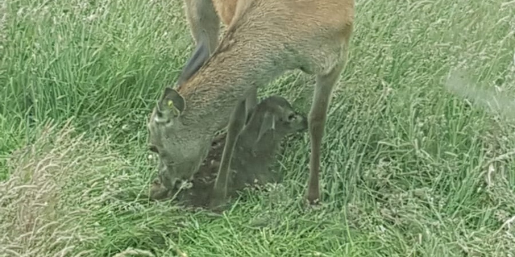 BDFPAnews's tweet photo. #CalvingPrep 

Have your paddocks got enough cover? Leave areas in the field uncut or ungrazed to create rough areas. 

#CalvingManagement #DeerFarming #ParkDeer https://t.co/76xdu3WGLC