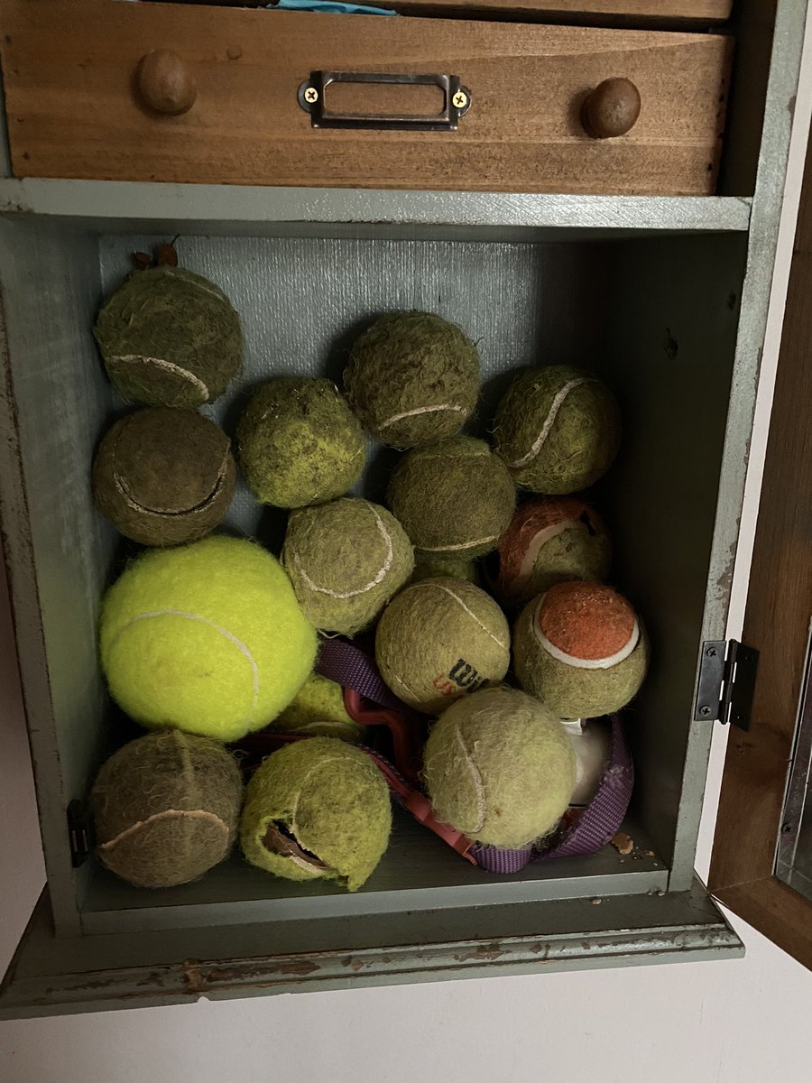 Paulinesilverm1's tweet image. EVERY time we walk he finds another 🙄#labrador #foxred