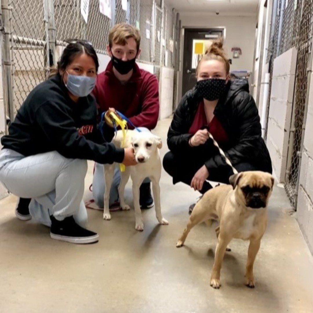 A look back at our service event with the Bowling Green Humane Society,  it was great to serve our community in such an fun way! #DSP