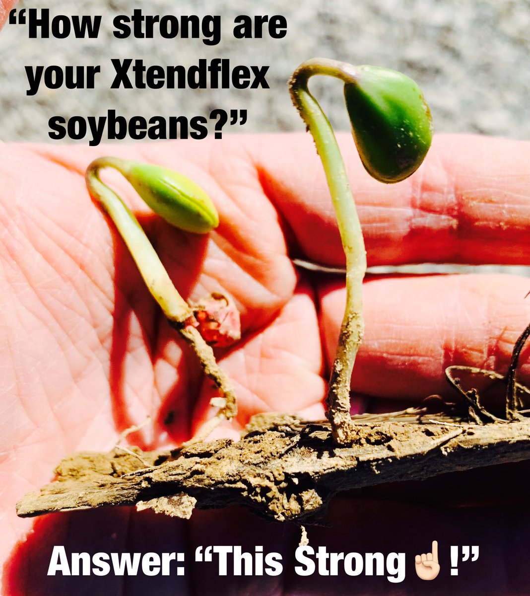 Agronomist_Whit's tweet photo. It’s just like Christmas. The 1st field scout of the year. Checkout these 💪🏻 @Asgrow_DEKALB 35XF1 stretching their legs in KY in an early planting study. Hoping they stay below ground a few more days w/🥶 nights ahead. Soil temps are 🔥than the air. Big yields coming 🔜 🙌🏻! https://t.co/uJNyKrEbeC