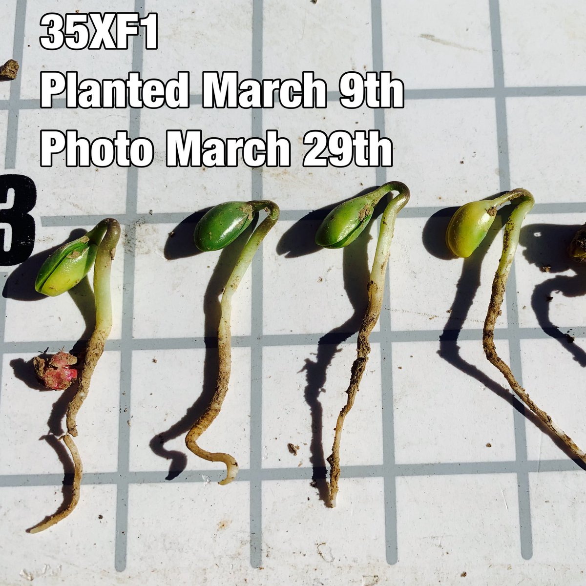 Agronomist_Whit's tweet photo. It’s just like Christmas. The 1st field scout of the year. Checkout these 💪🏻 @Asgrow_DEKALB 35XF1 stretching their legs in KY in an early planting study. Hoping they stay below ground a few more days w/🥶 nights ahead. Soil temps are 🔥than the air. Big yields coming 🔜 🙌🏻! https://t.co/uJNyKrEbeC