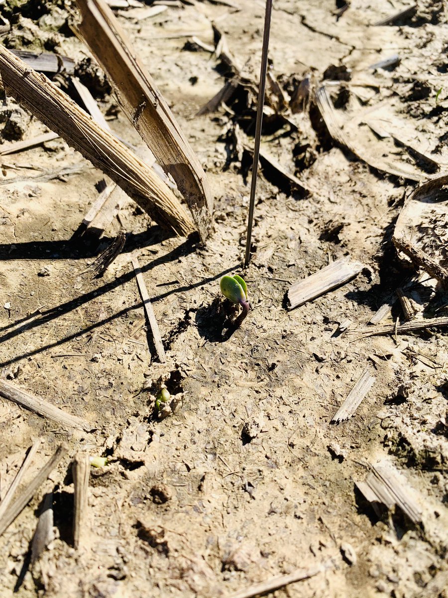 It’s just like Christmas. The 1st field scout of the year. Checkout these 💪🏻 <a href="/Asgrow_DEKALB/">DEKALB Asgrow Seed</a> 35XF1 stretching their legs in KY in an early planting study. Hoping they stay below ground a few more days w/🥶 nights ahead. Soil temps are 🔥than the air. Big yields coming 🔜 🙌🏻!