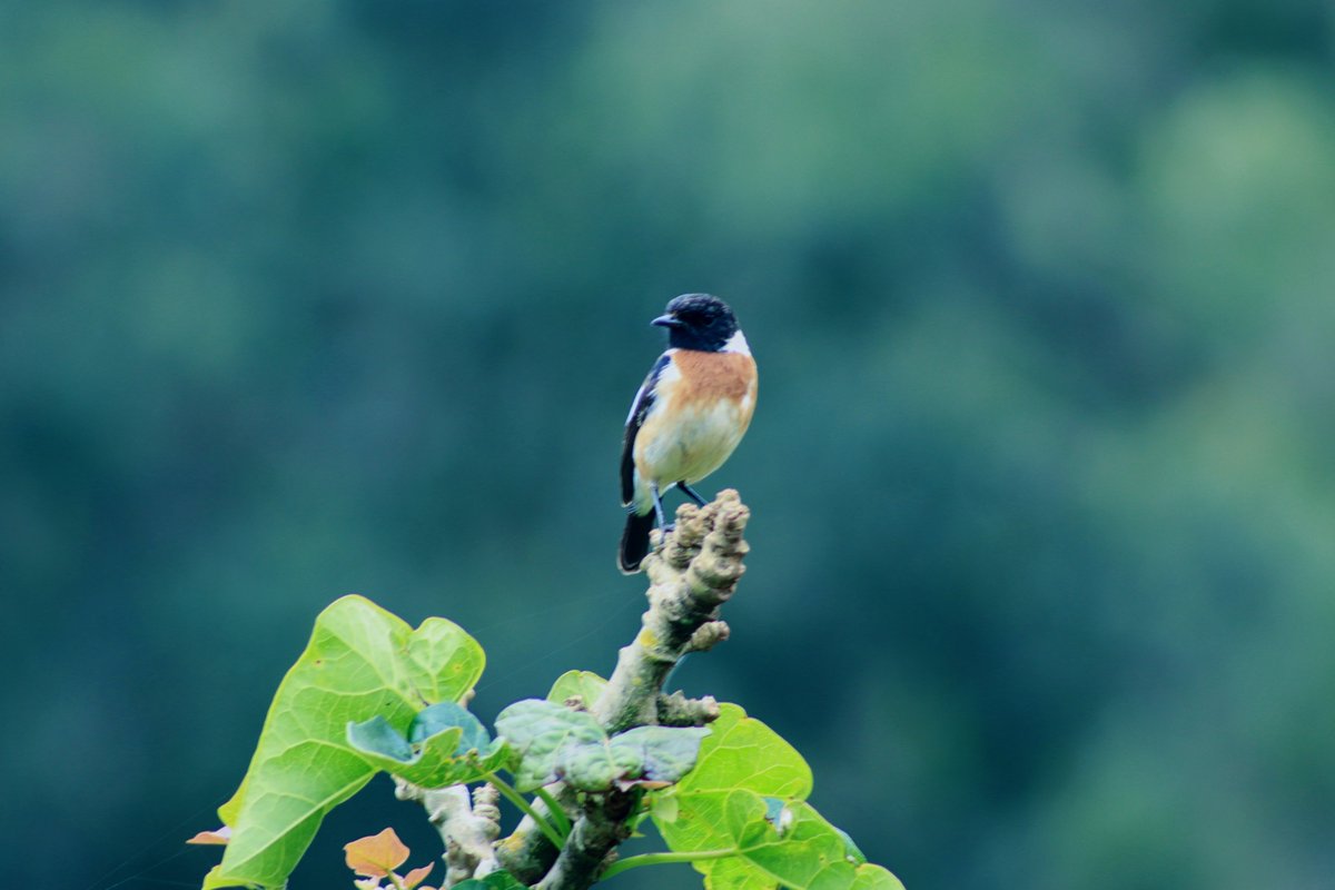 munezeroemanue1's tweet photo. Meet them #VariableSunbird and #AfricaStoneChat bird #seenInRwanda I dedicate this to 
@Canon @Natures_Voices @rwandabirding
 #TwitterNatureCommunity #BirdsSeenIn2021 #birdphotography #NaturePhotography 
#tuesdaymotivations https://t.co/wJFQrO2Riz