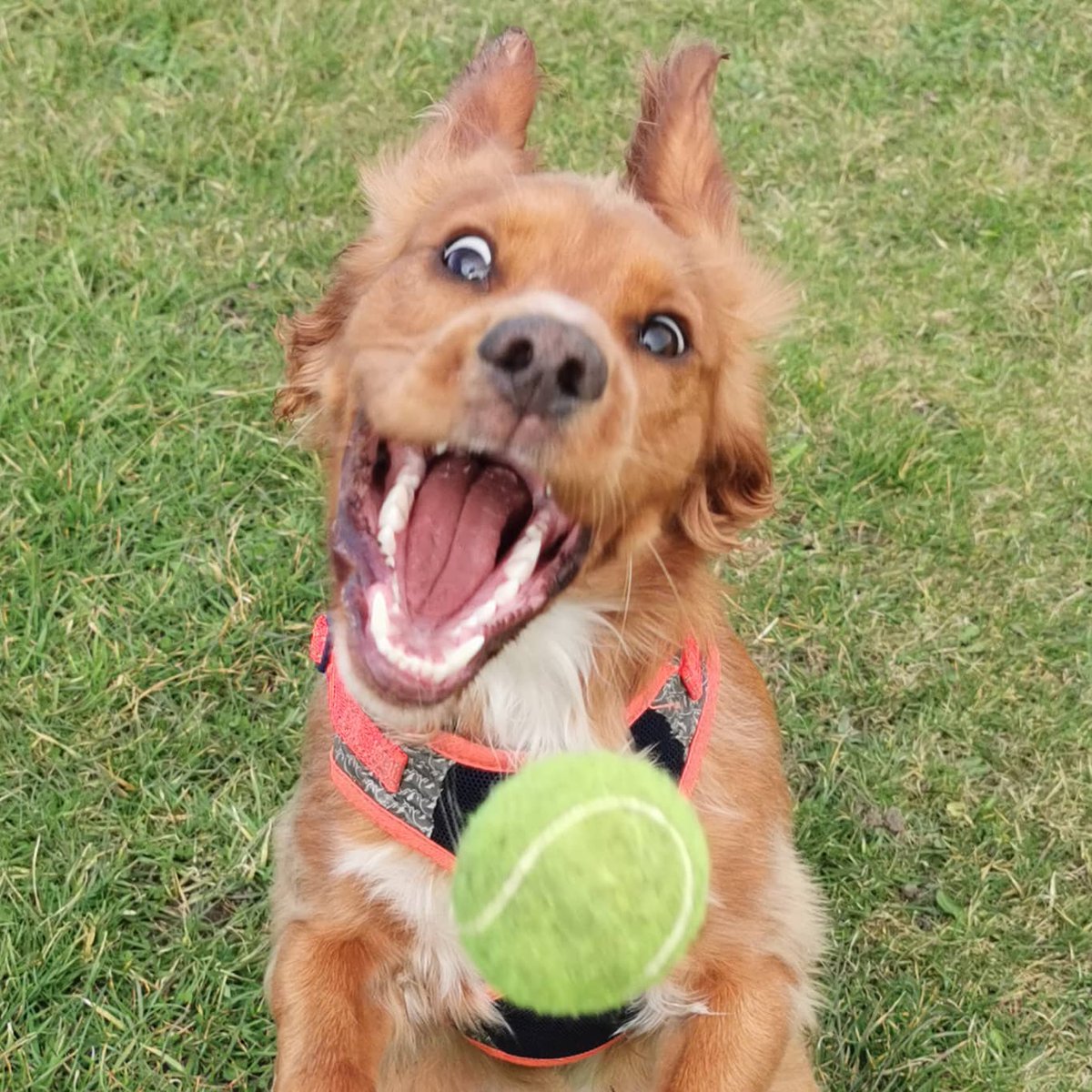 duthebard's tweet photo. Week 29 of Duesday! This sums up half my camera roll.
.
.
.
.
.
.
.
.
.
.
.
#photo #photography #photographer #photography #dog #puppy #doggy #depthoffield #focus #grass #green #spaniel #week29 #cockerspaniel #cockerspanielsofinstagram #cocker #cockerspaniellove #huwaei #p30pro https://t.co/UuFu4JHxbM