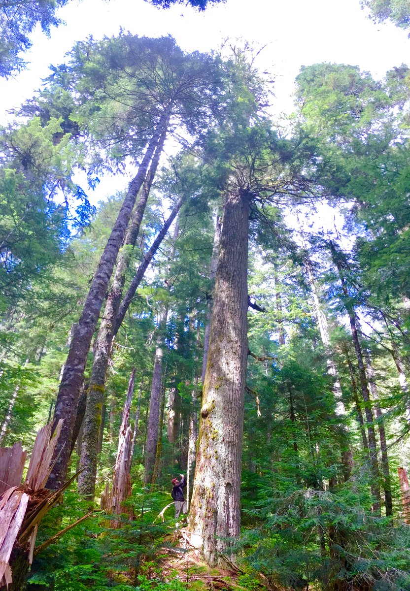 TorranceCoste's tweet photo. Congratulations and thanks to #Nanaimo city council for passing a motion last night to call for the protection of endangered old-growth forests!

Hopefully this emboldens local MLAs @s_malcolmson and @DougRoutley17 to break their silence on this and speak up.

#bcpoli #oldgrowth https://t.co/G3fAWl8pyY