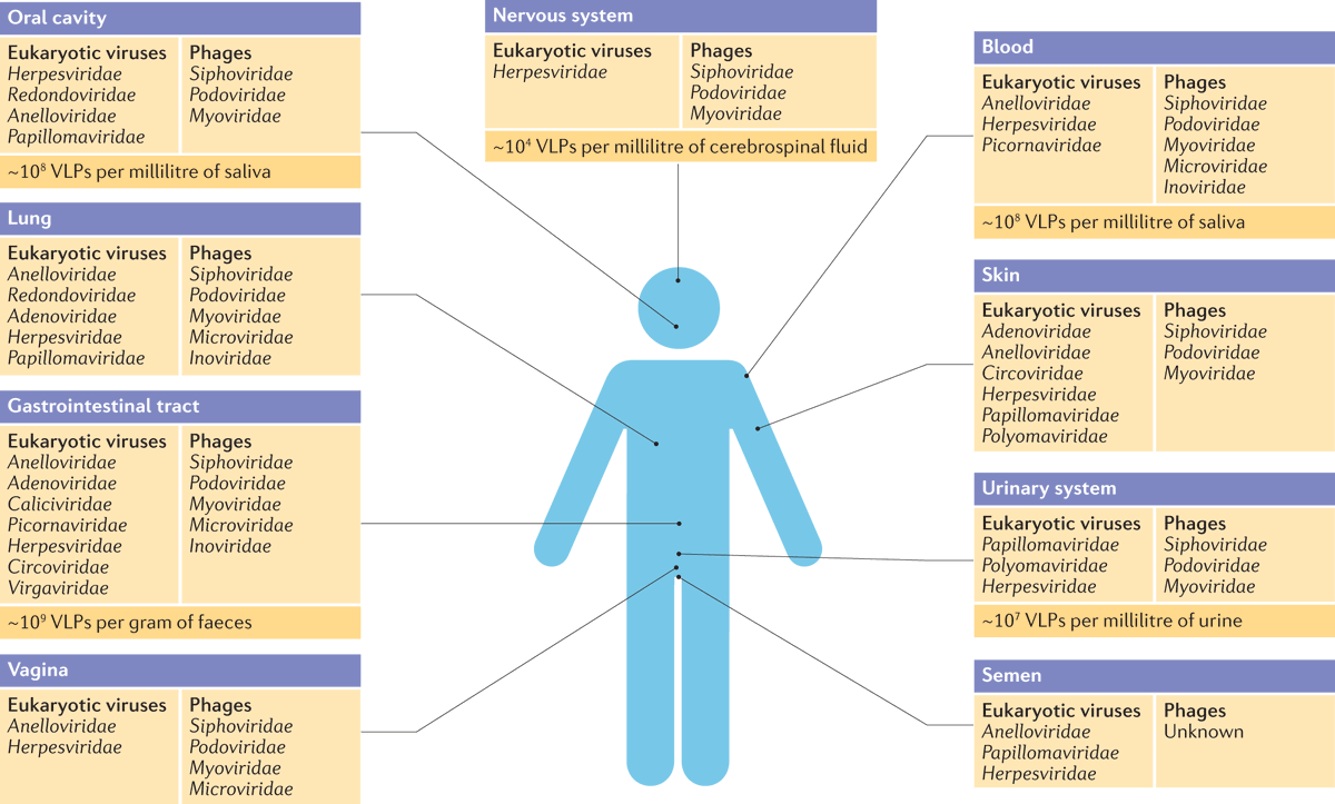 NatureRevMicro's tweet photo. The human virome: assembly, composition and host interactions

https://t.co/H9GkoMRivx

Liang and Bushman review research on the human virome and highlight studies that explore the assembly and composition of the virome as well as host–virome interactions in health and disease. https://t.co/GeC55wUSpW