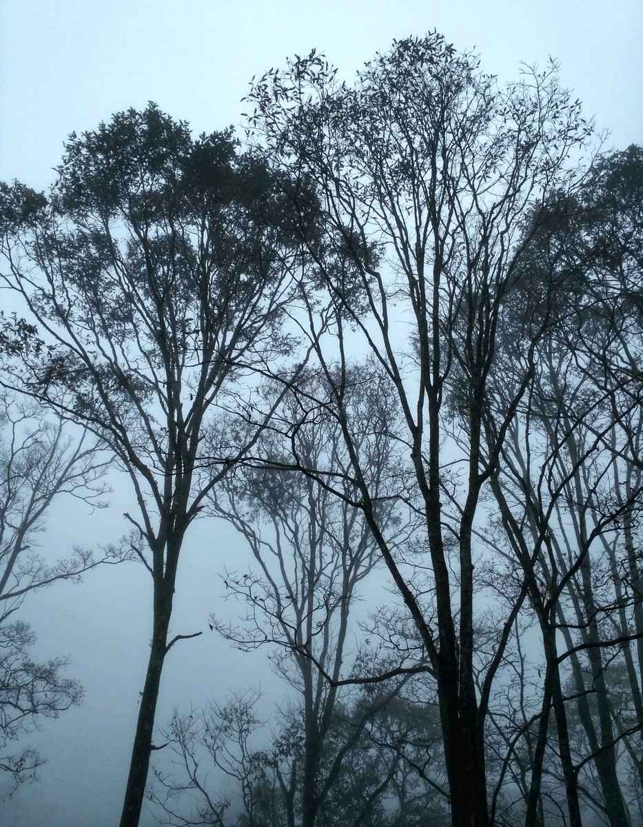 SobinMathew988's tweet photo. An early-morning walk is a blessing for the whole day
#morningwalk #fog #misty #periyar #PositiveVibes 

@ShajiAllen @LorettaAndrade7 @josethanni https://t.co/BM3XITPCyE