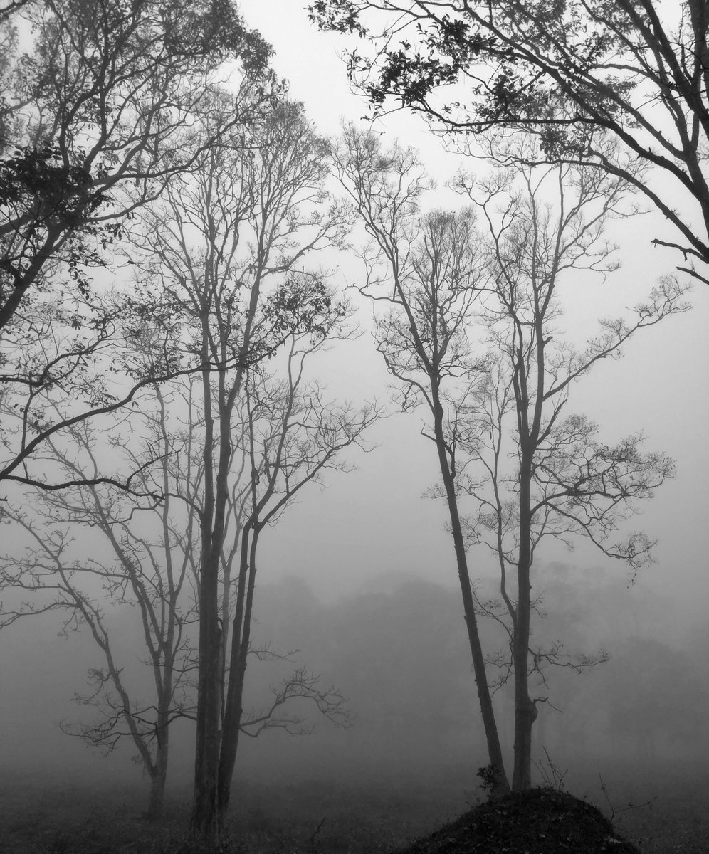 SobinMathew988's tweet photo. An early-morning walk is a blessing for the whole day
#morningwalk #fog #misty #periyar #PositiveVibes 

@ShajiAllen @LorettaAndrade7 @josethanni https://t.co/BM3XITPCyE