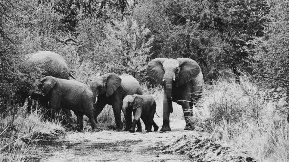 NgalaOf's tweet photo. Big Five game lodge situated a mere forty five minutes from Pretoria offering 5 star service contact now at 0826890088 to make a booking. https://t.co/aFSXJdgwkv