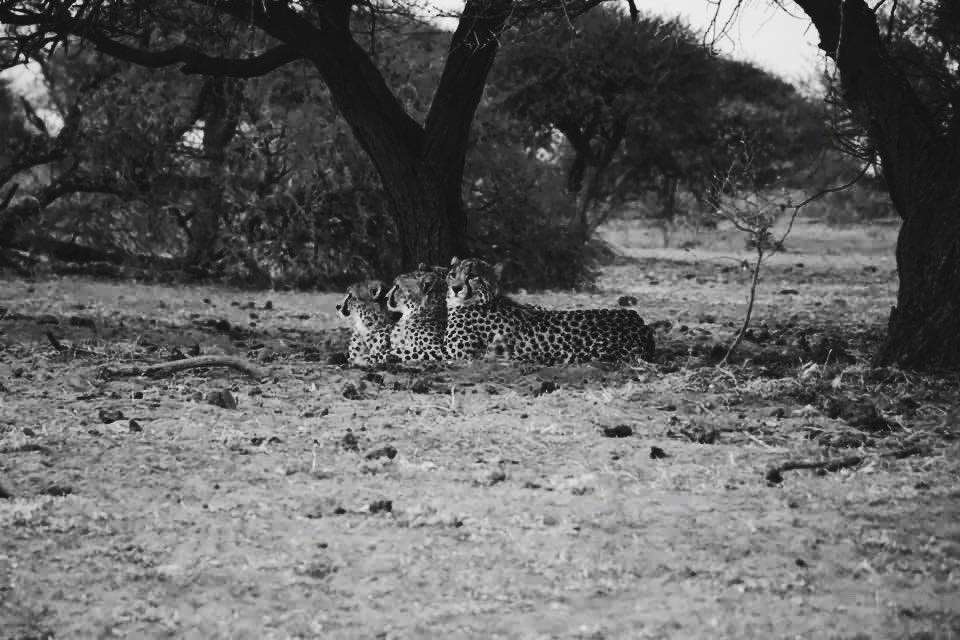 NgalaOf's tweet photo. Big Five game lodge situated a mere forty five minutes from Pretoria offering 5 star service contact now at 0826890088 to make a booking. https://t.co/aFSXJdgwkv