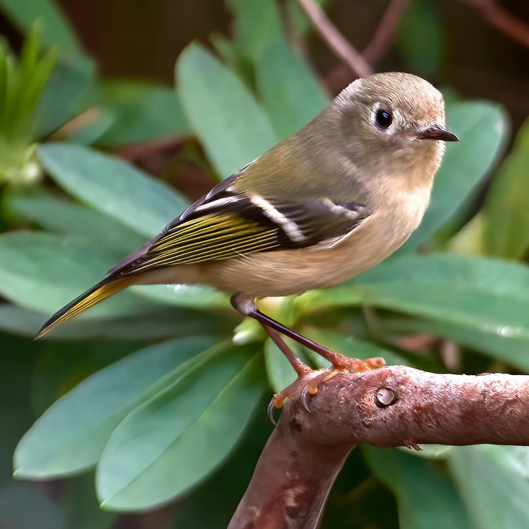 CorbyAmos's tweet photo. Nice shot of the all-time busy body - Ruby-crowned Kinglet.
#birdphotography #birdphoto #birdphotos #birdsofinstagram #backyardbirdfeeder #virginia #nikond500 #sigmalens #birdsofvi...
https://t.co/x5wBFWr5Py via https://t.co/64XVSP8icK https://t.co/Oz183DPBPc